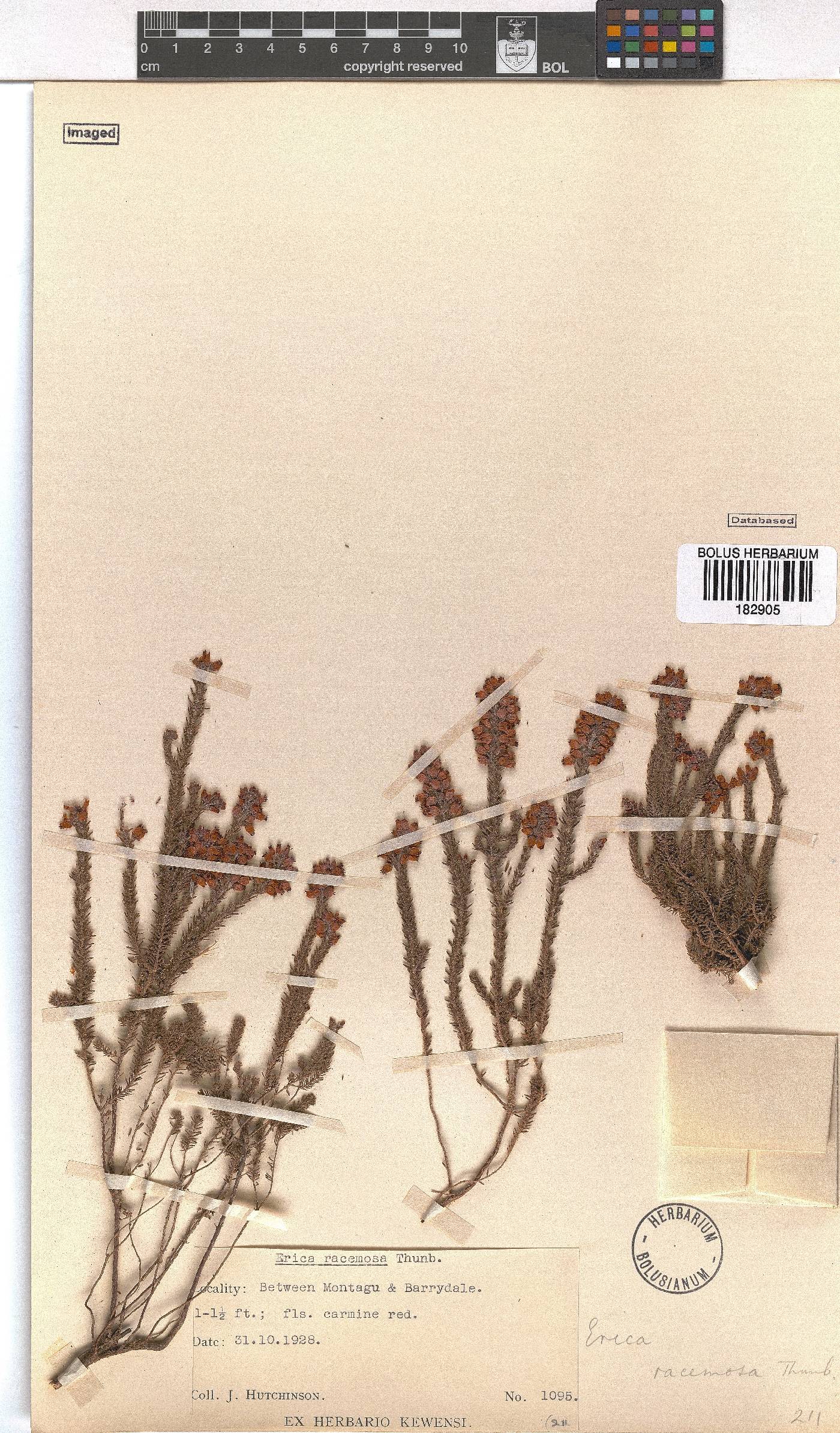 Erica racemosa var. racemosa image