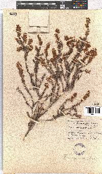 Erica racemosa var. racemosa image