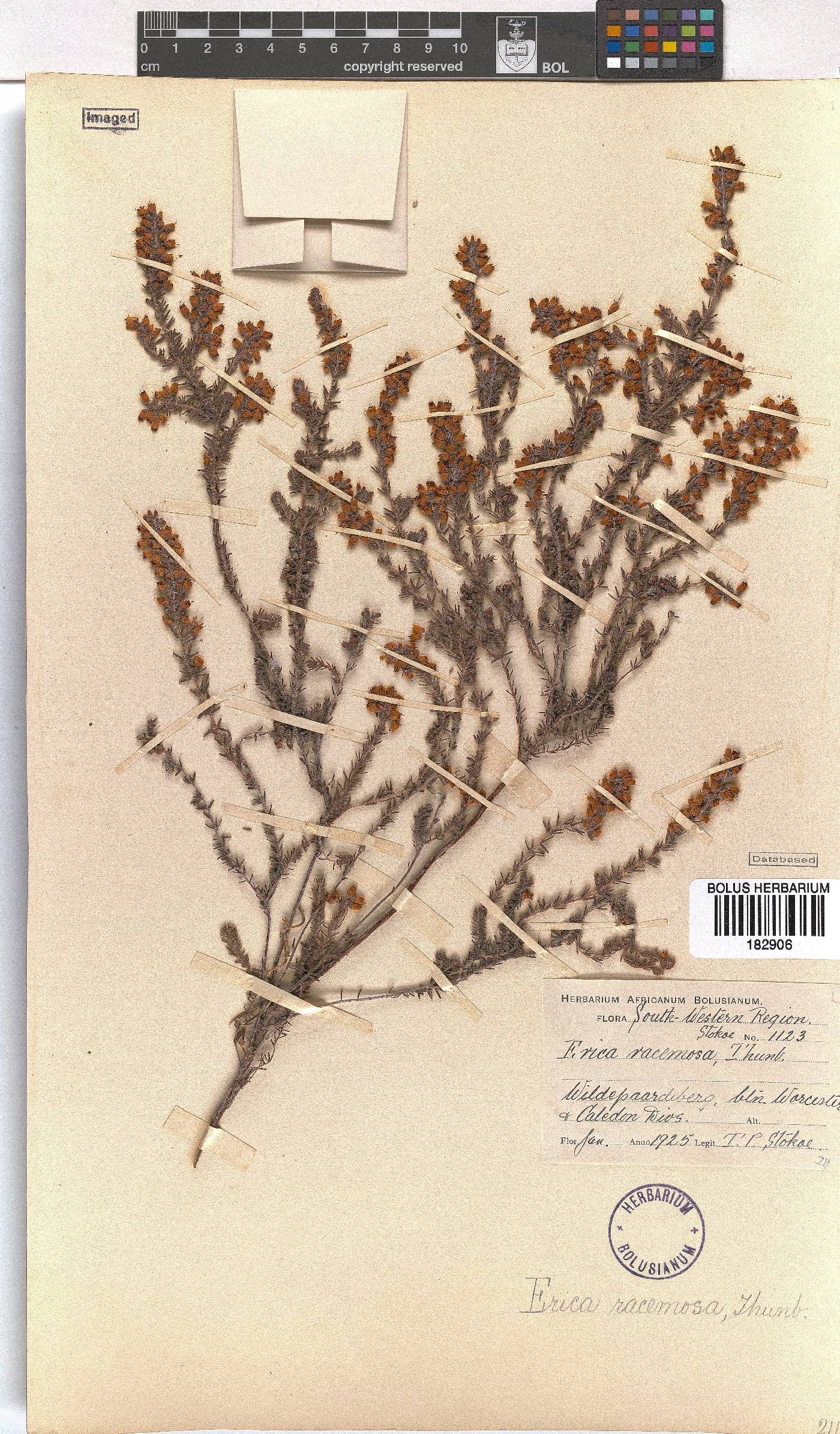 Erica racemosa var. racemosa image