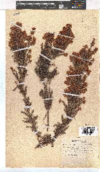 Erica racemosa var. aristata image