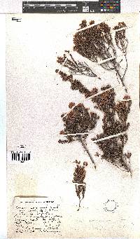 Erica racemosa var. aristata image