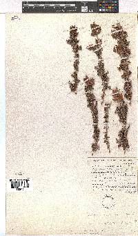 Erica racemosa var. aristata image