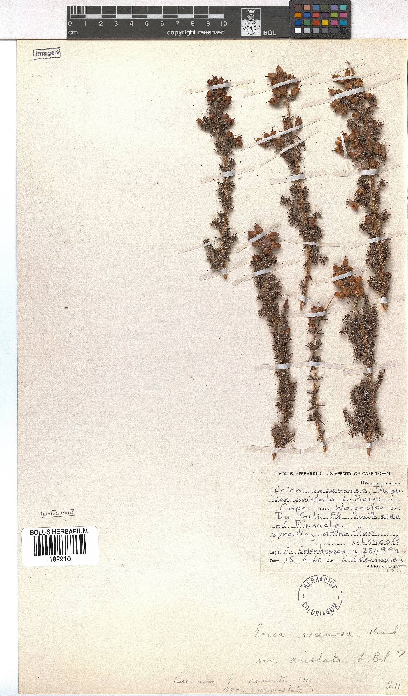 Erica racemosa image