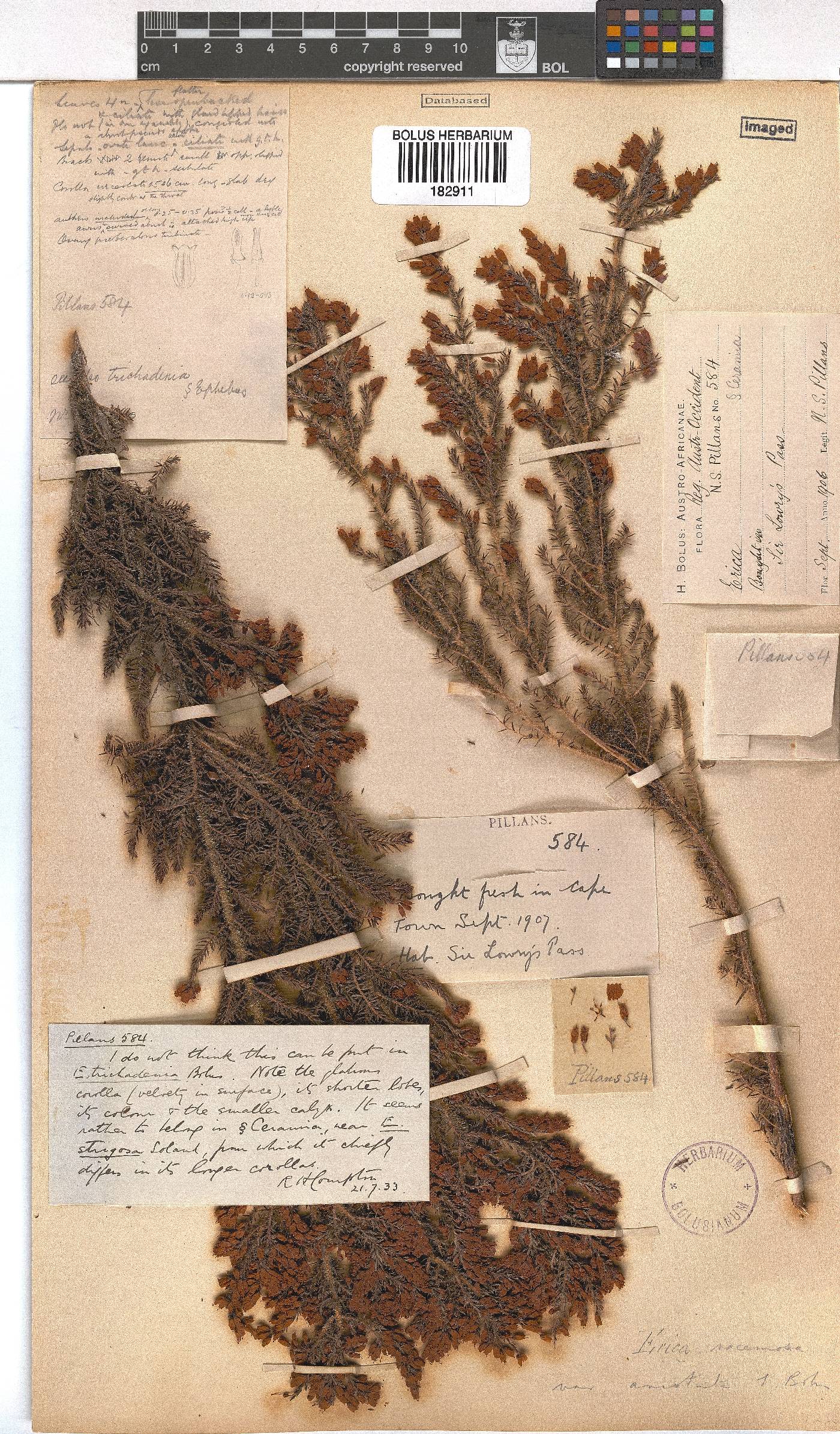Erica racemosa var. aristata image