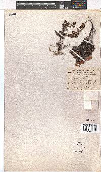 Erica racemosa var. aristata image