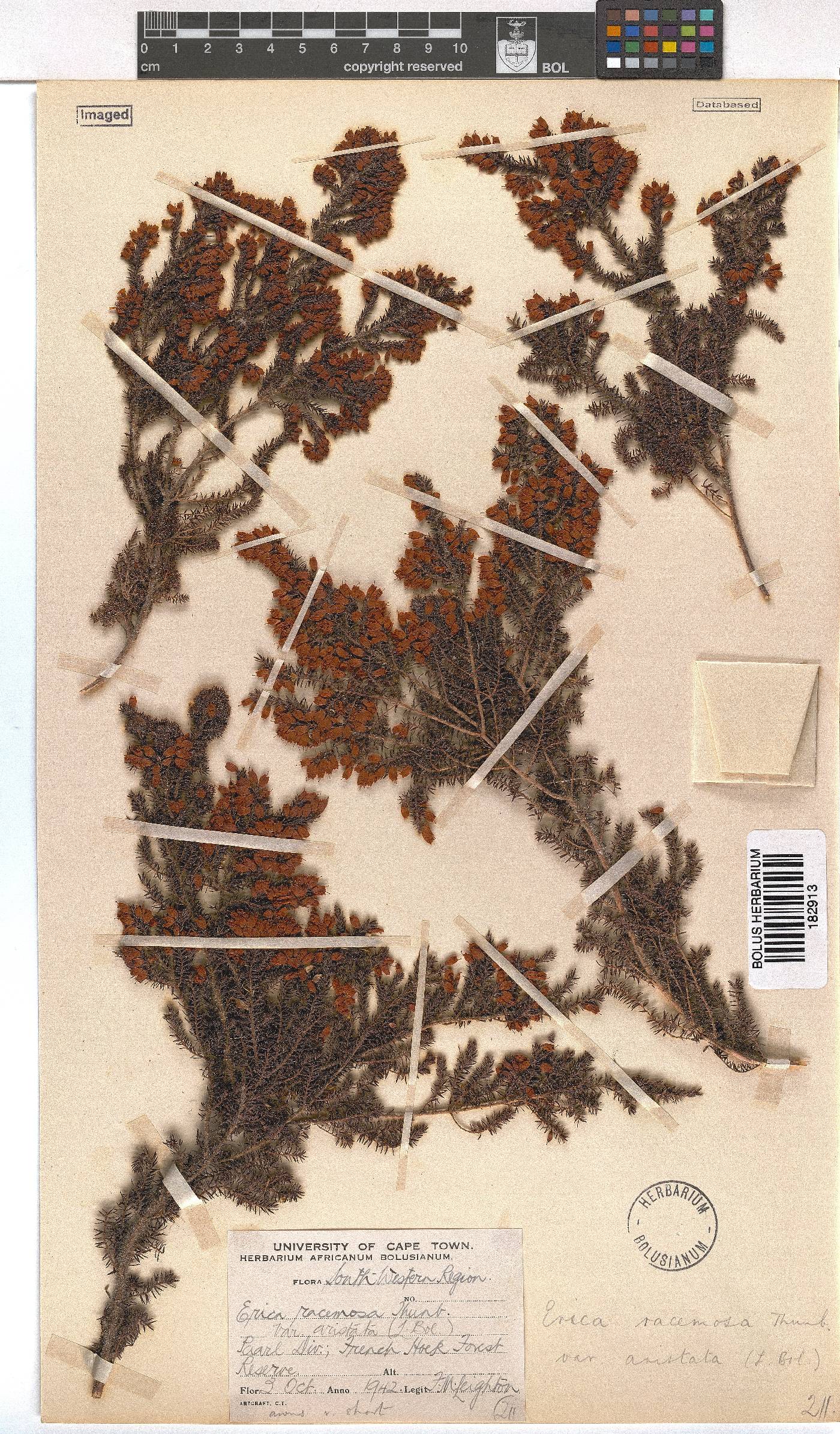 Erica racemosa image