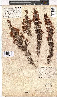 Erica racemosa var. aristata image