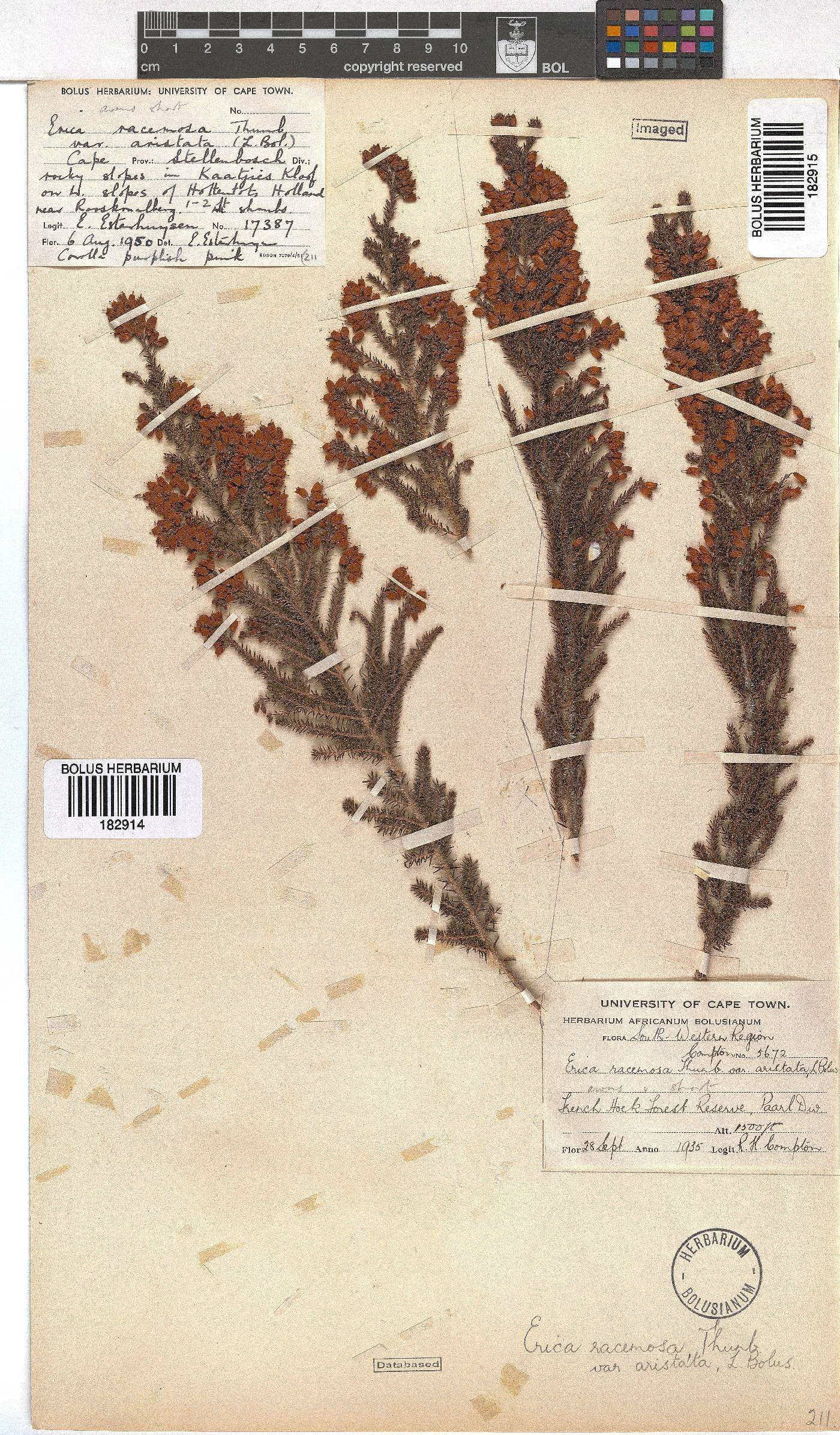 Erica racemosa var. aristata image