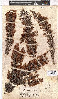 Erica racemosa var. aristata image