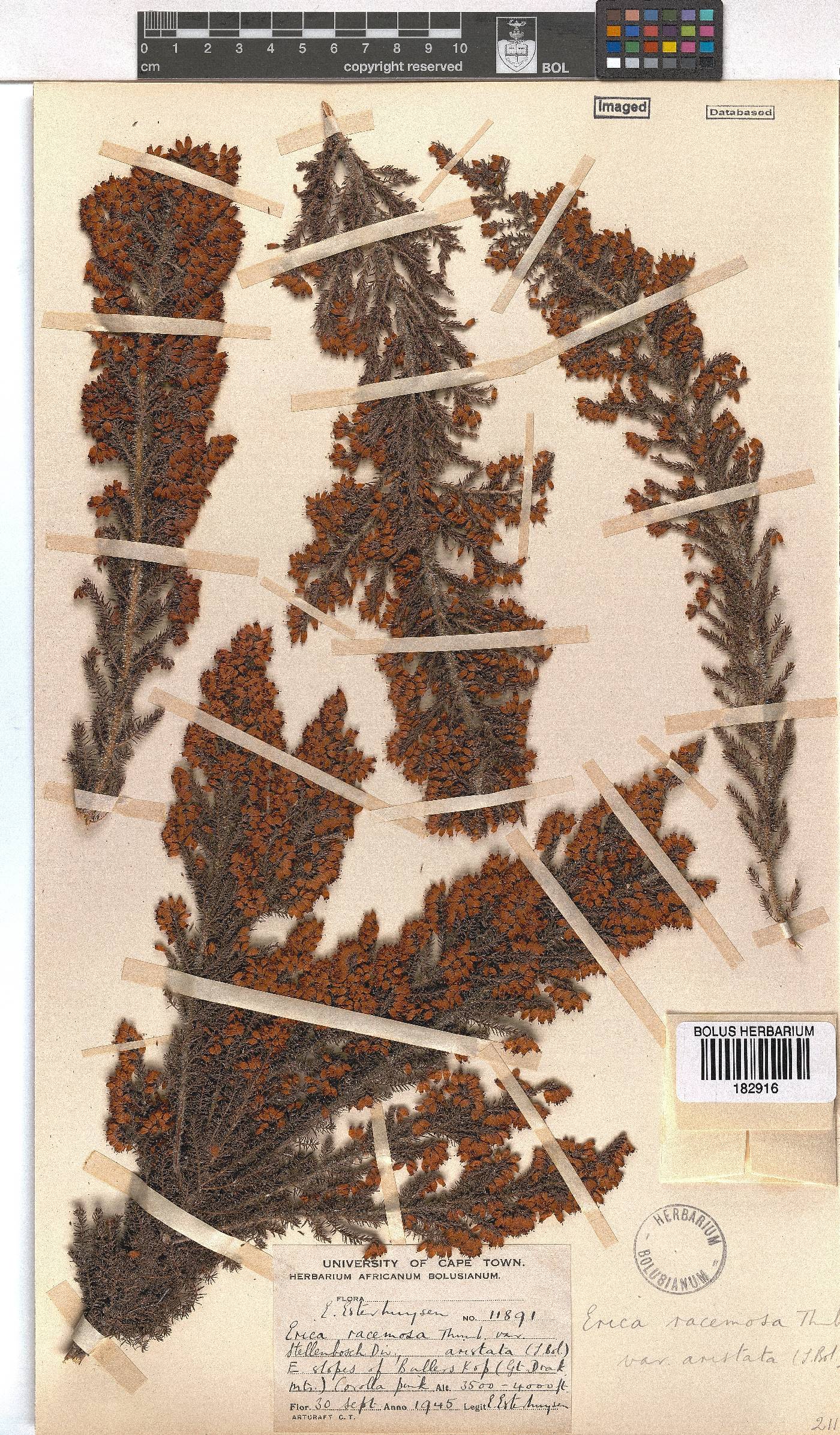 Erica racemosa image