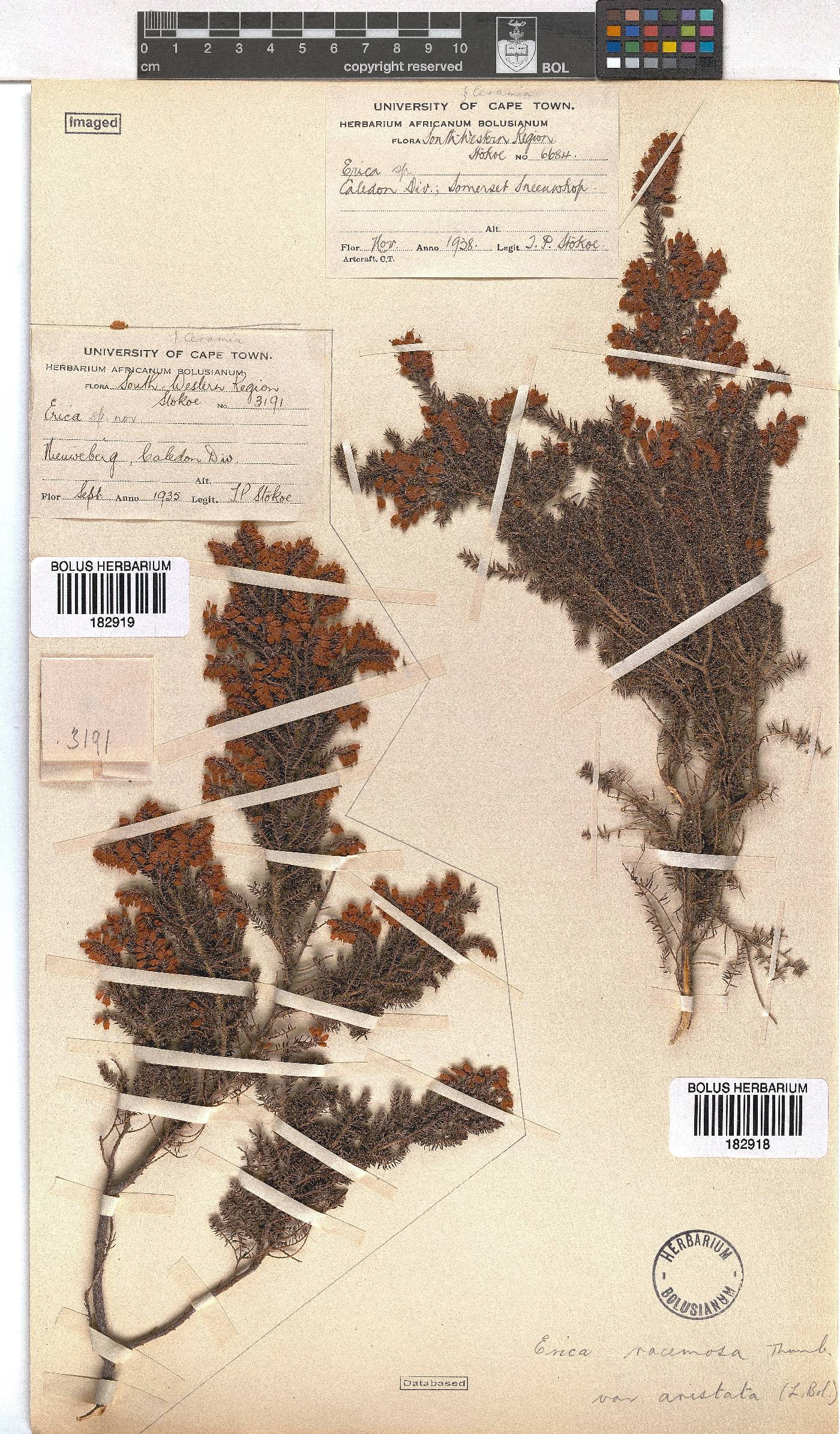 Erica racemosa image