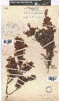 Erica racemosa var. aristata image