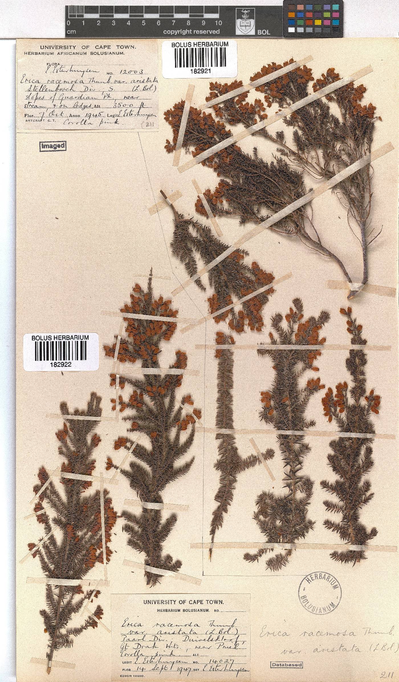 Erica racemosa image