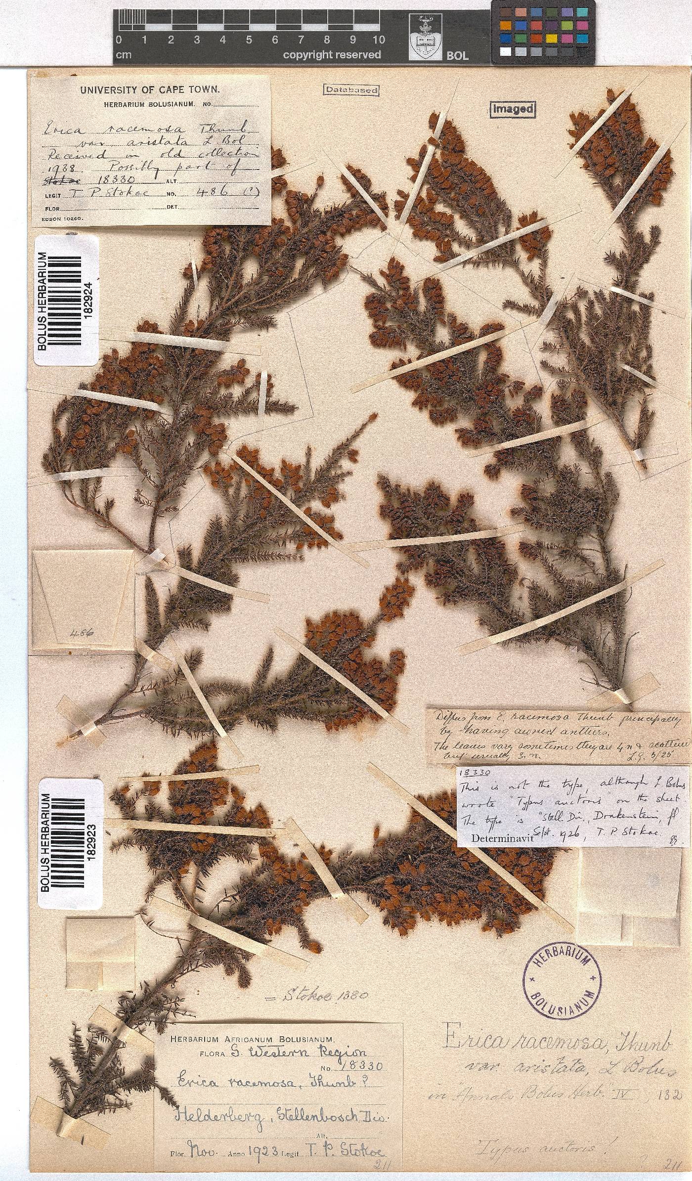 Erica racemosa var. aristata image