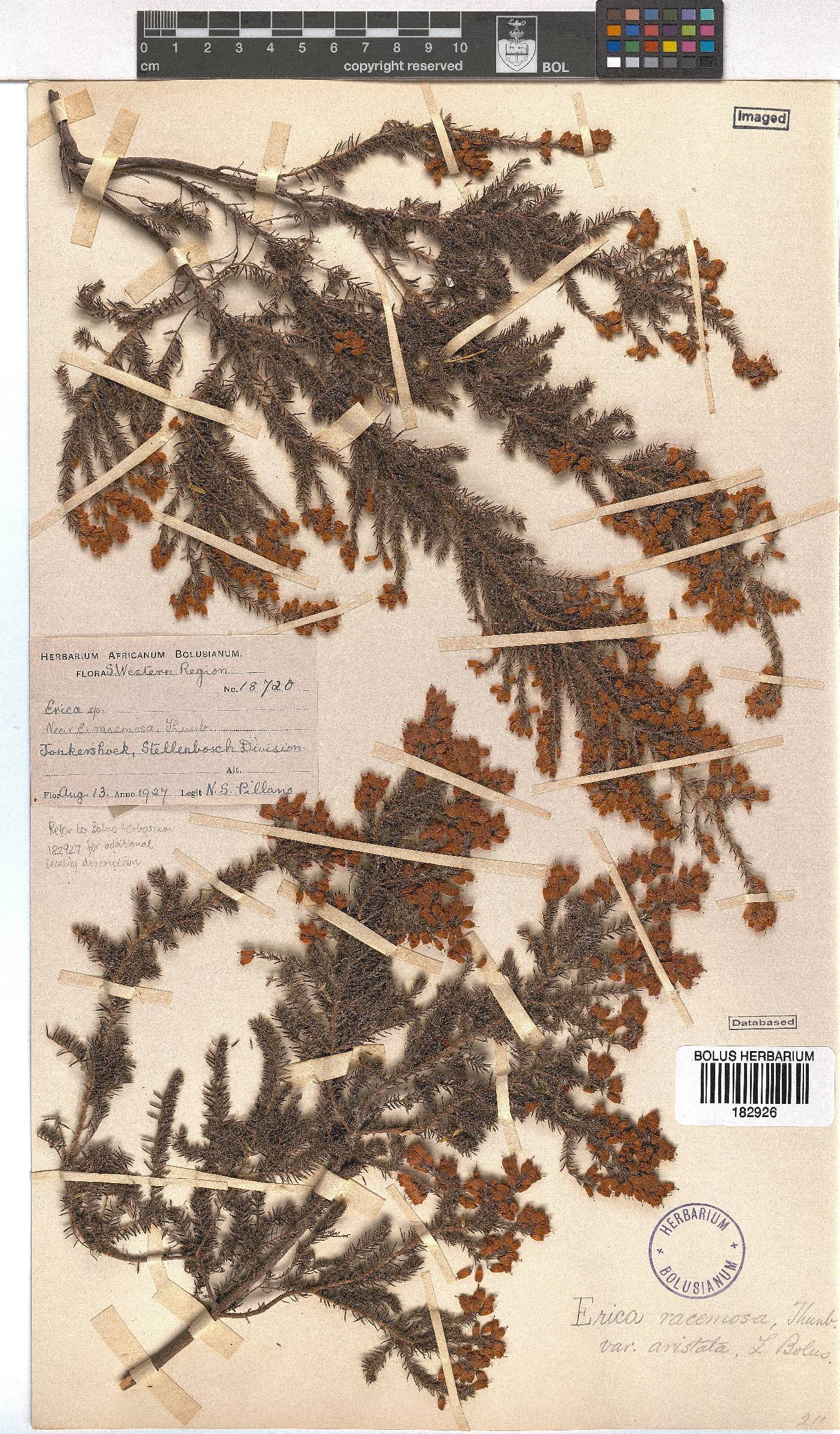 Erica racemosa image