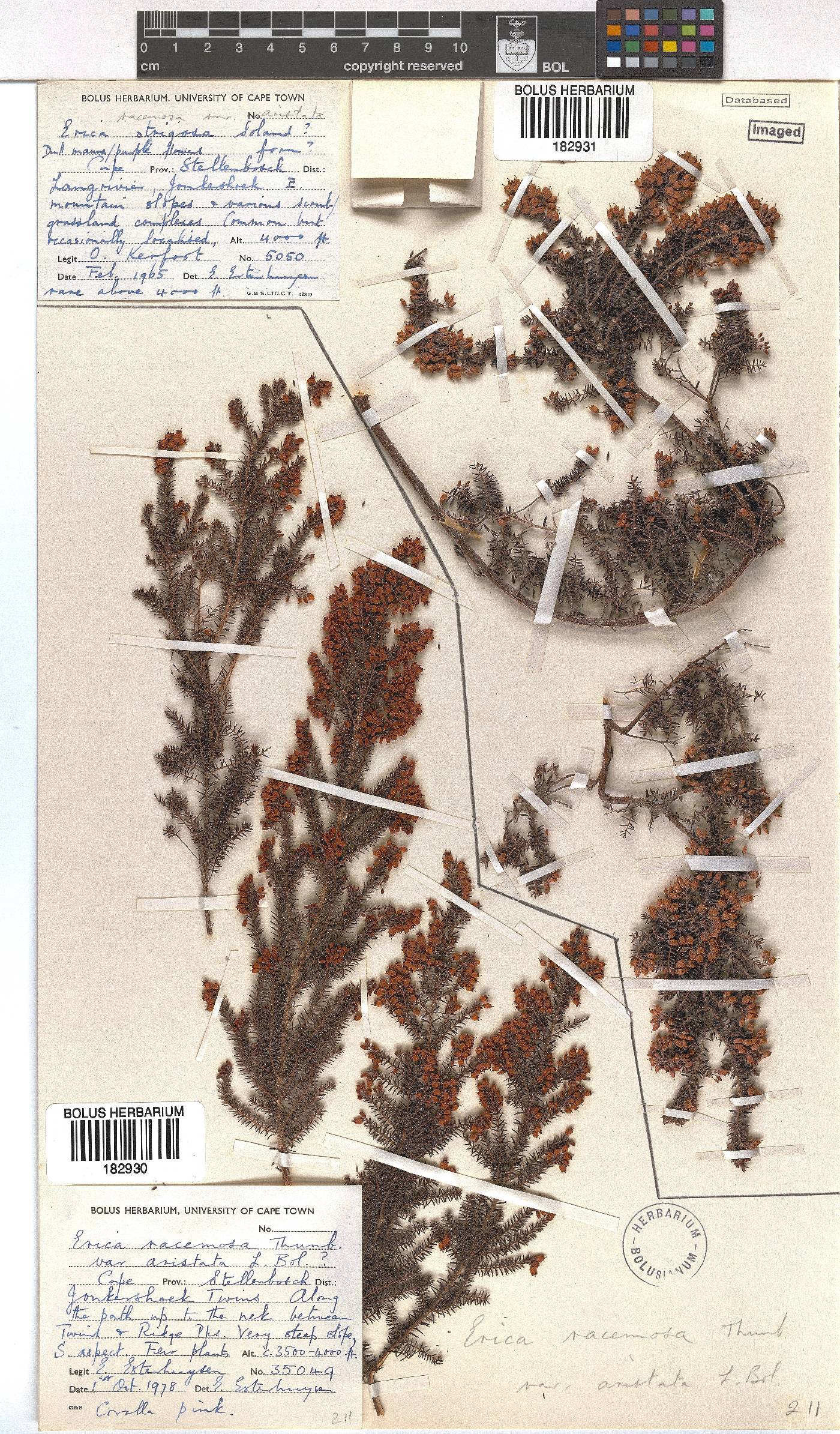 Erica racemosa var. aristata image