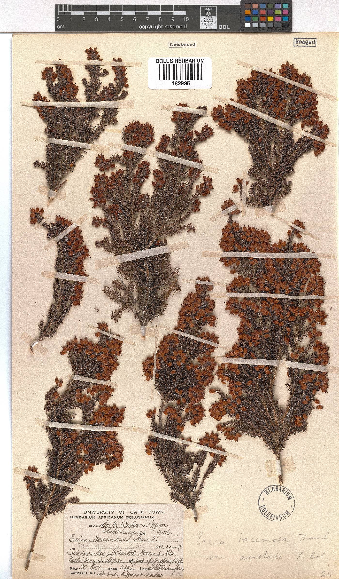 Erica racemosa var. aristata image