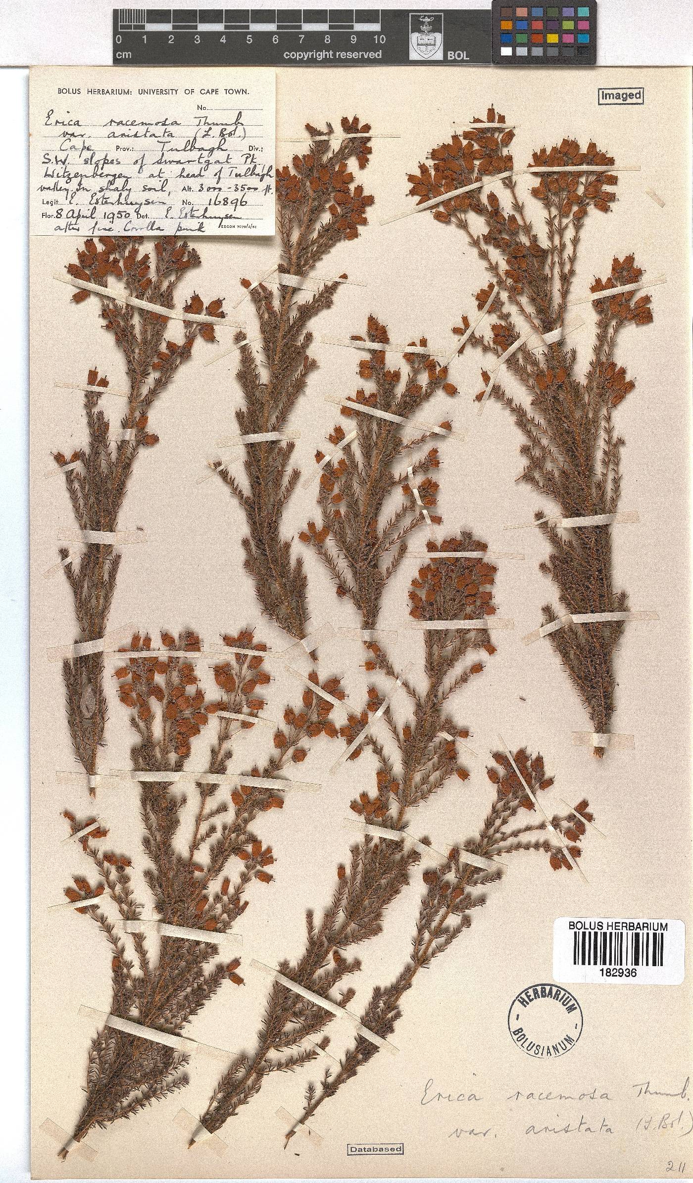 Erica racemosa var. aristata image