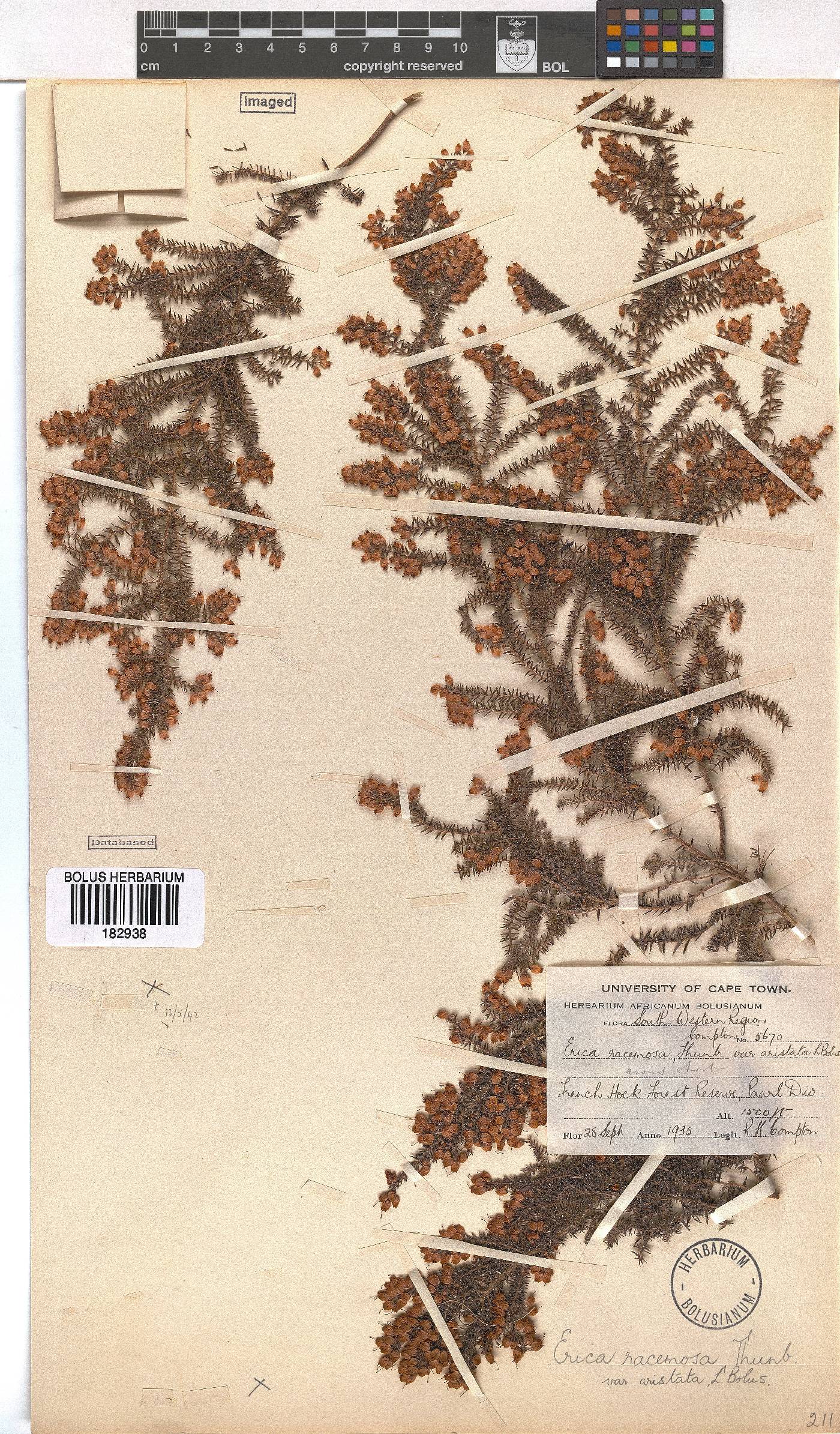 Erica racemosa image