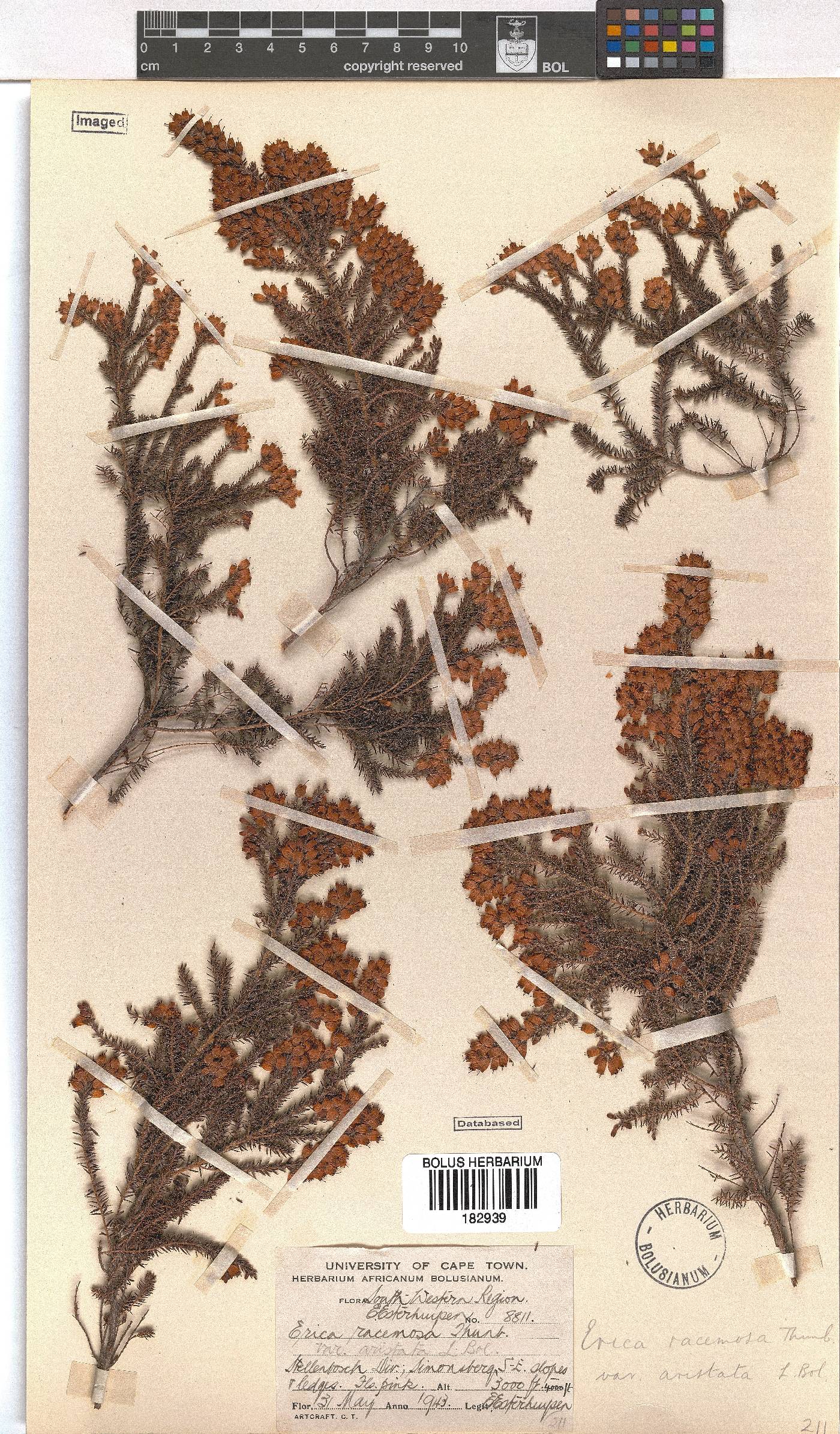 Erica racemosa var. aristata image