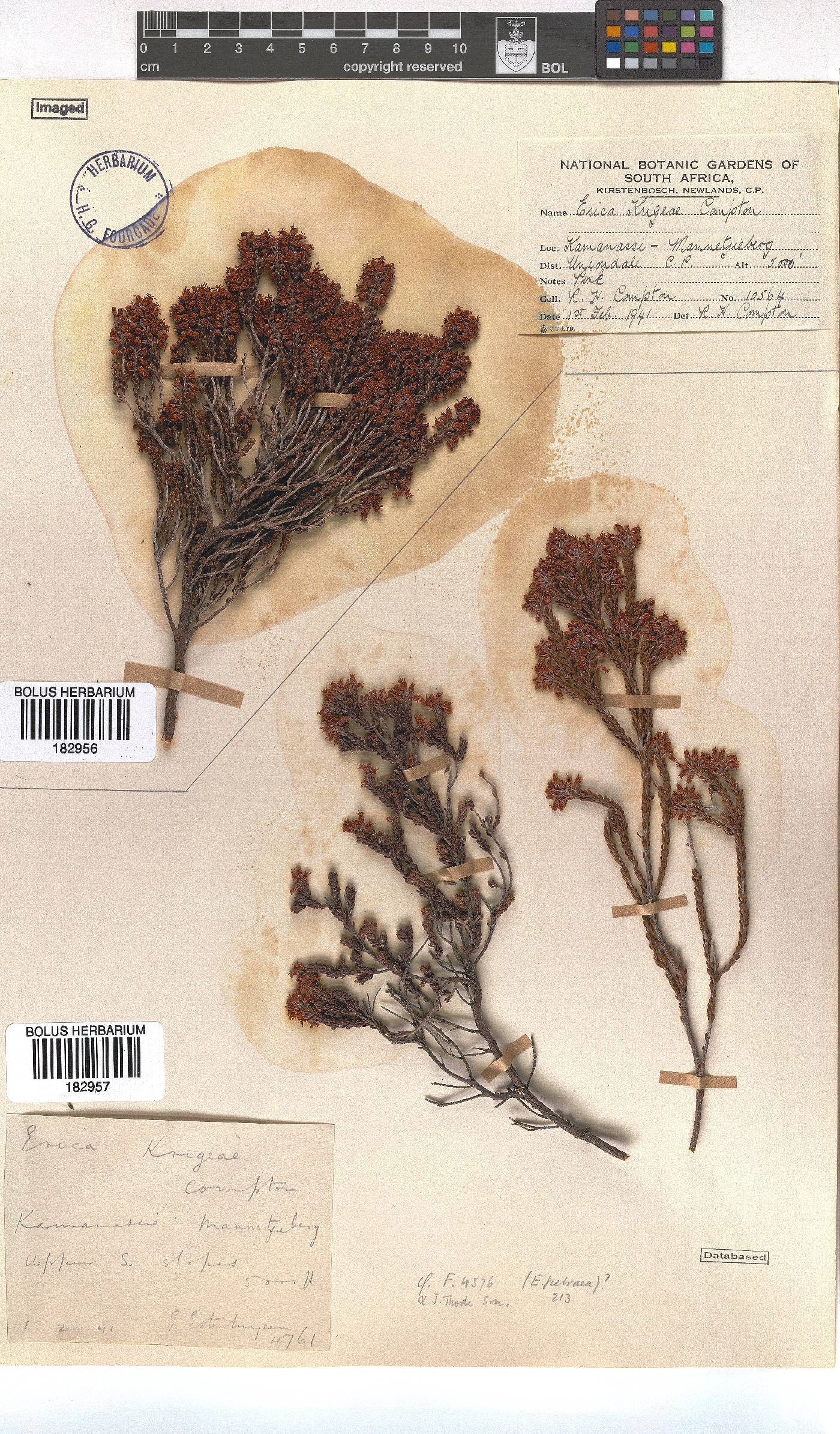 Erica petraea image