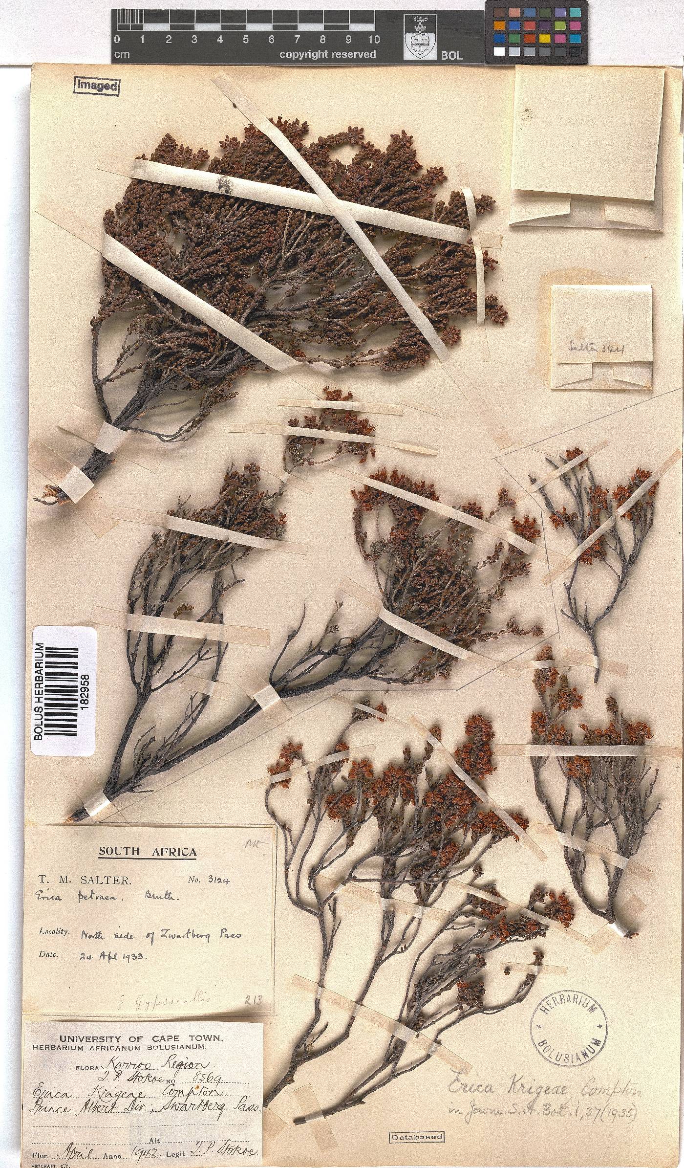 Erica petraea image