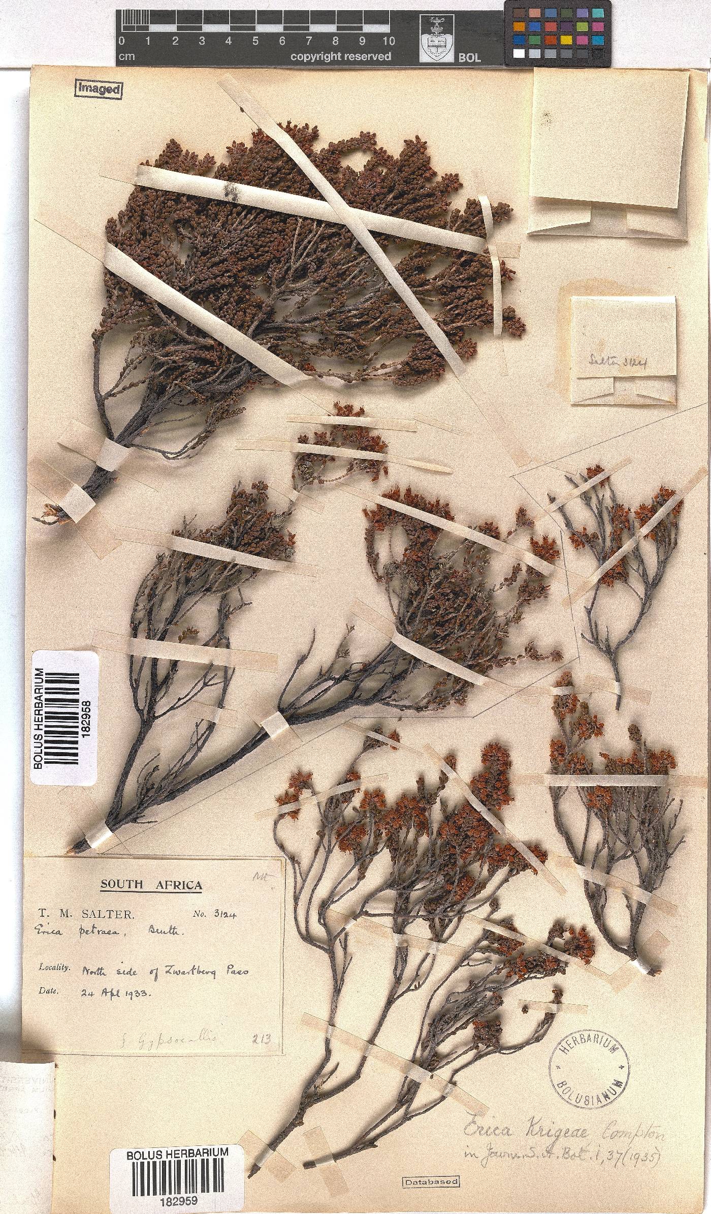 Erica petraea image