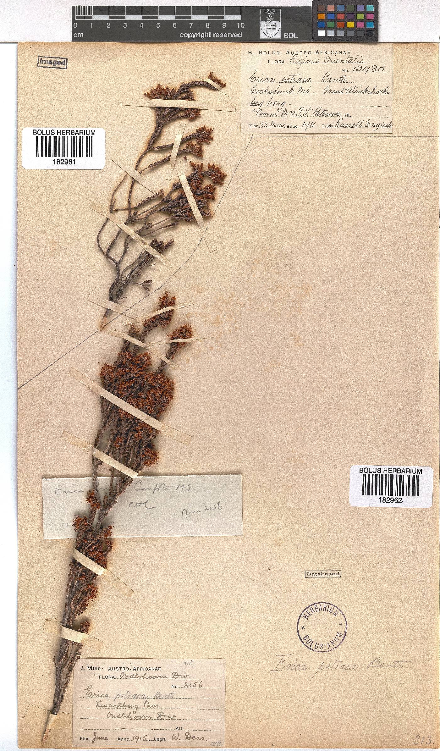 Erica petraea image
