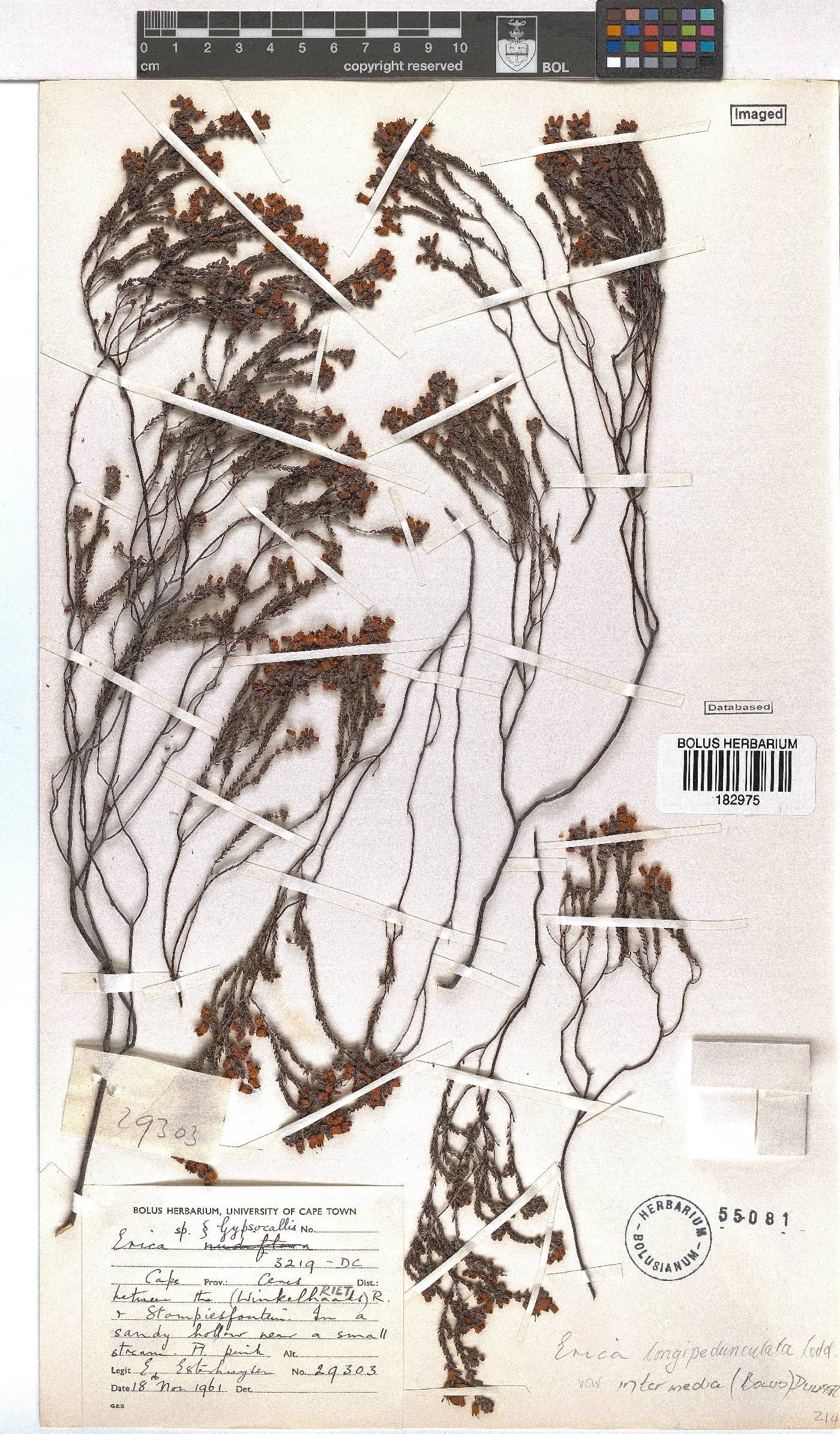 Erica longipedunculata var. intermedia image