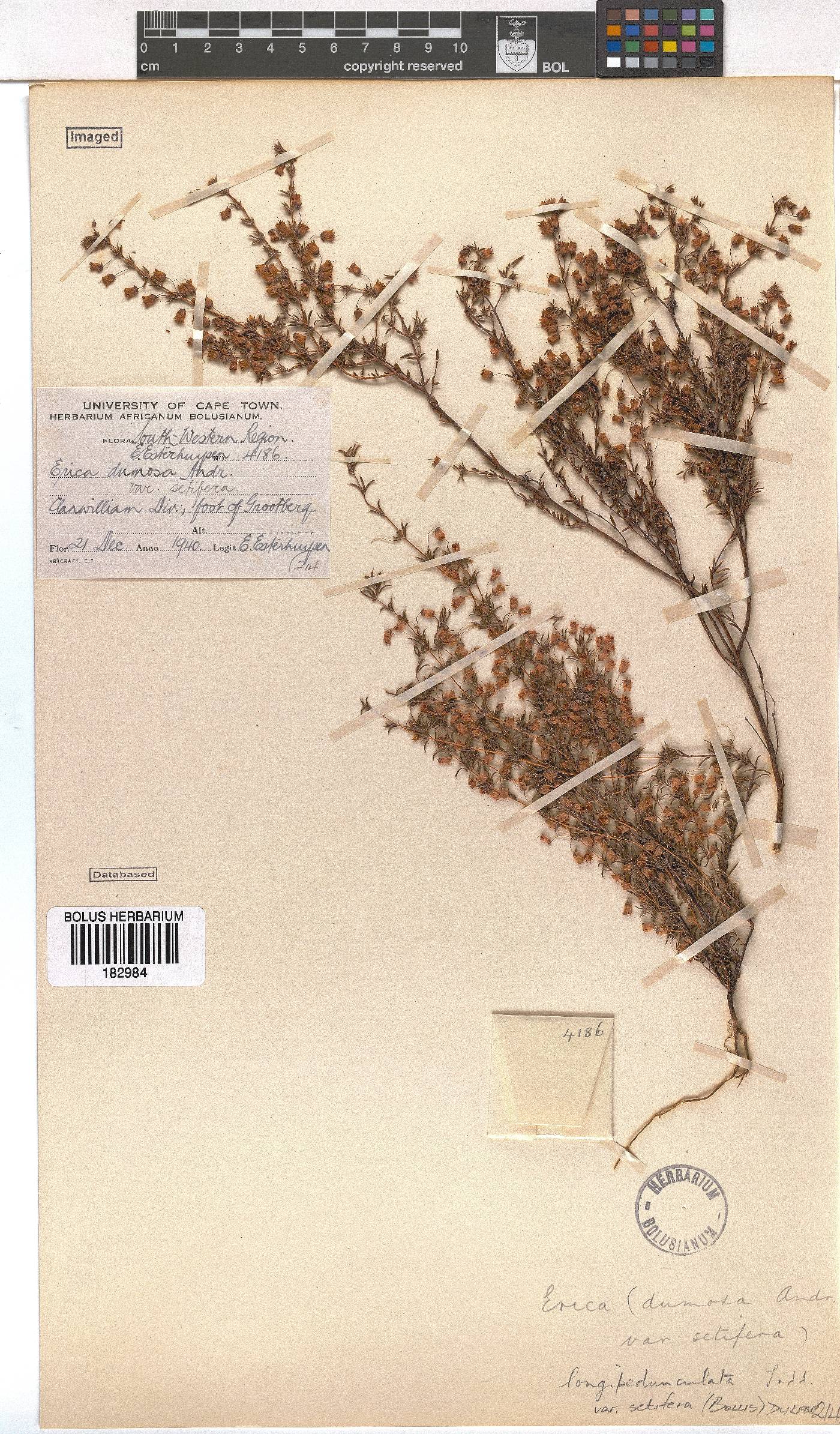 Erica longipedunculata var. setifera image