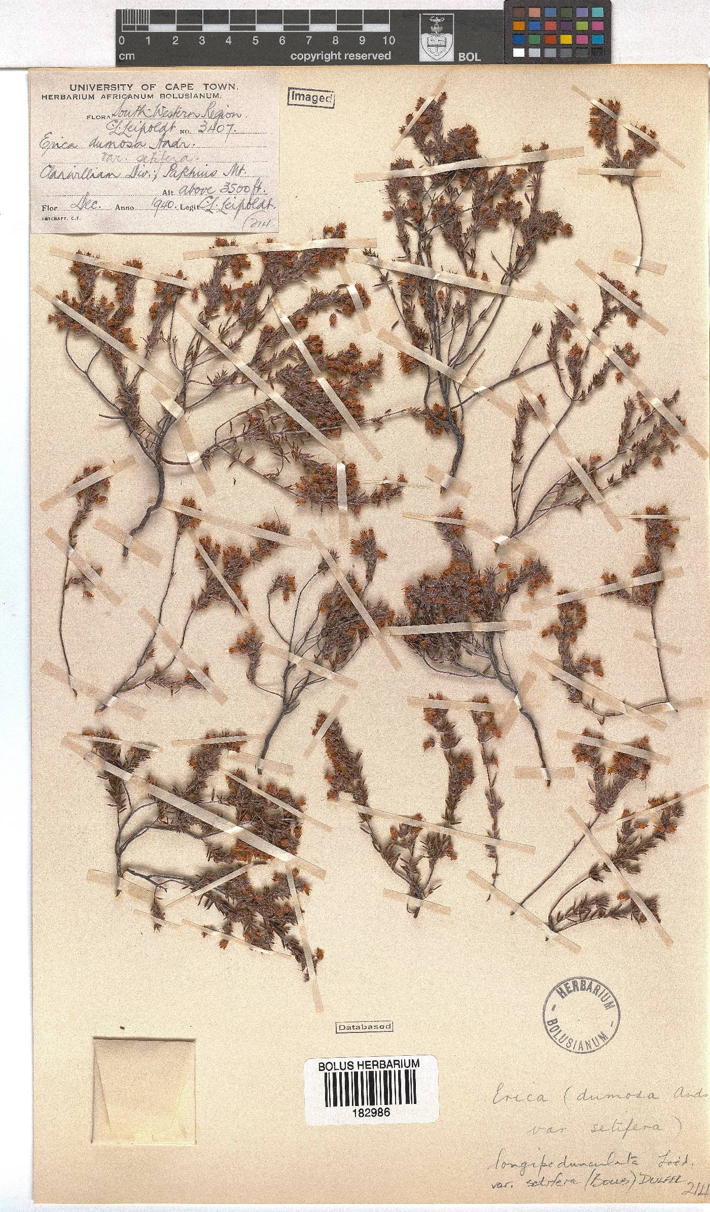 Erica longipedunculata var. setifera image