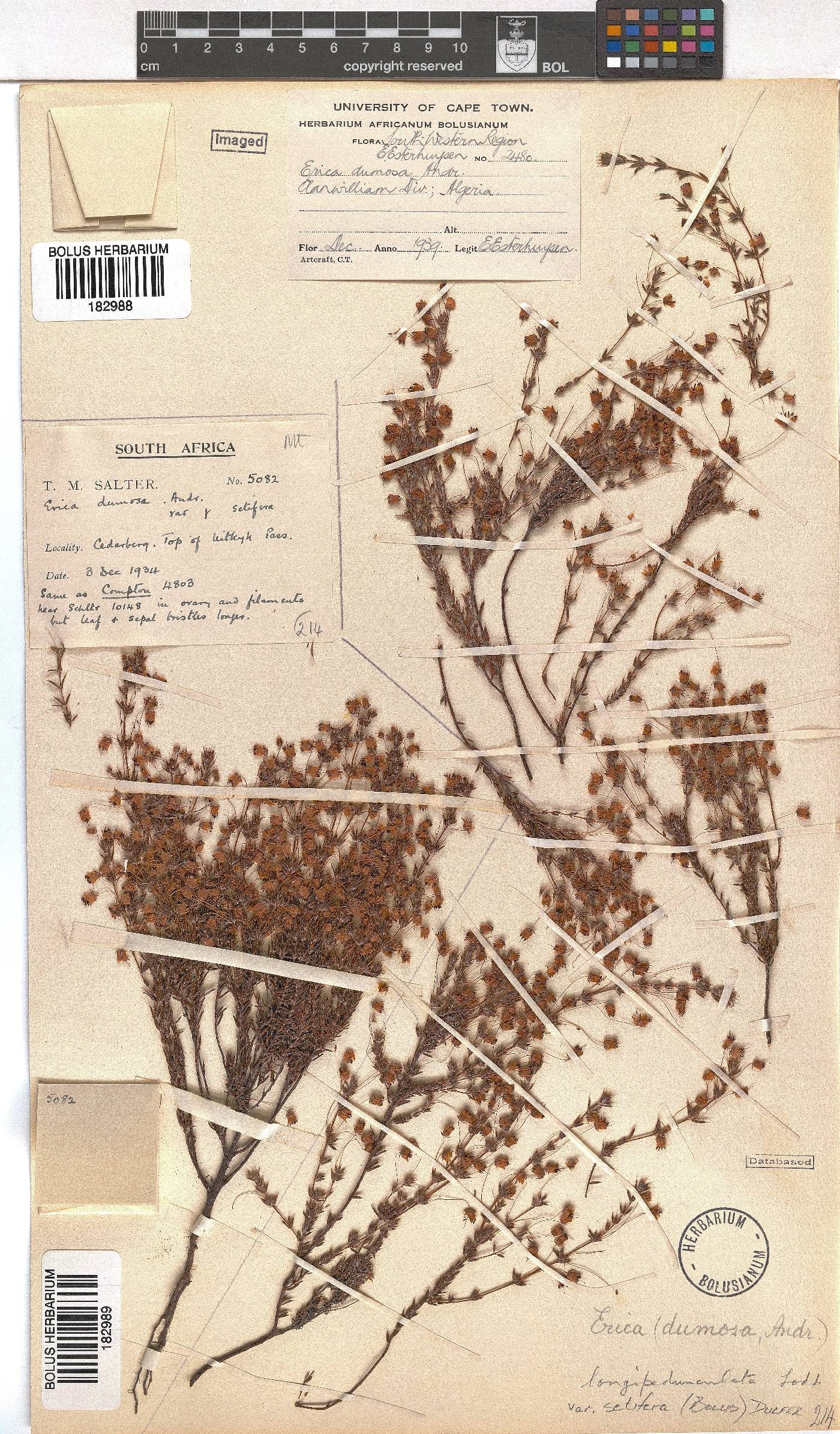 Erica longipedunculata var. setifera image
