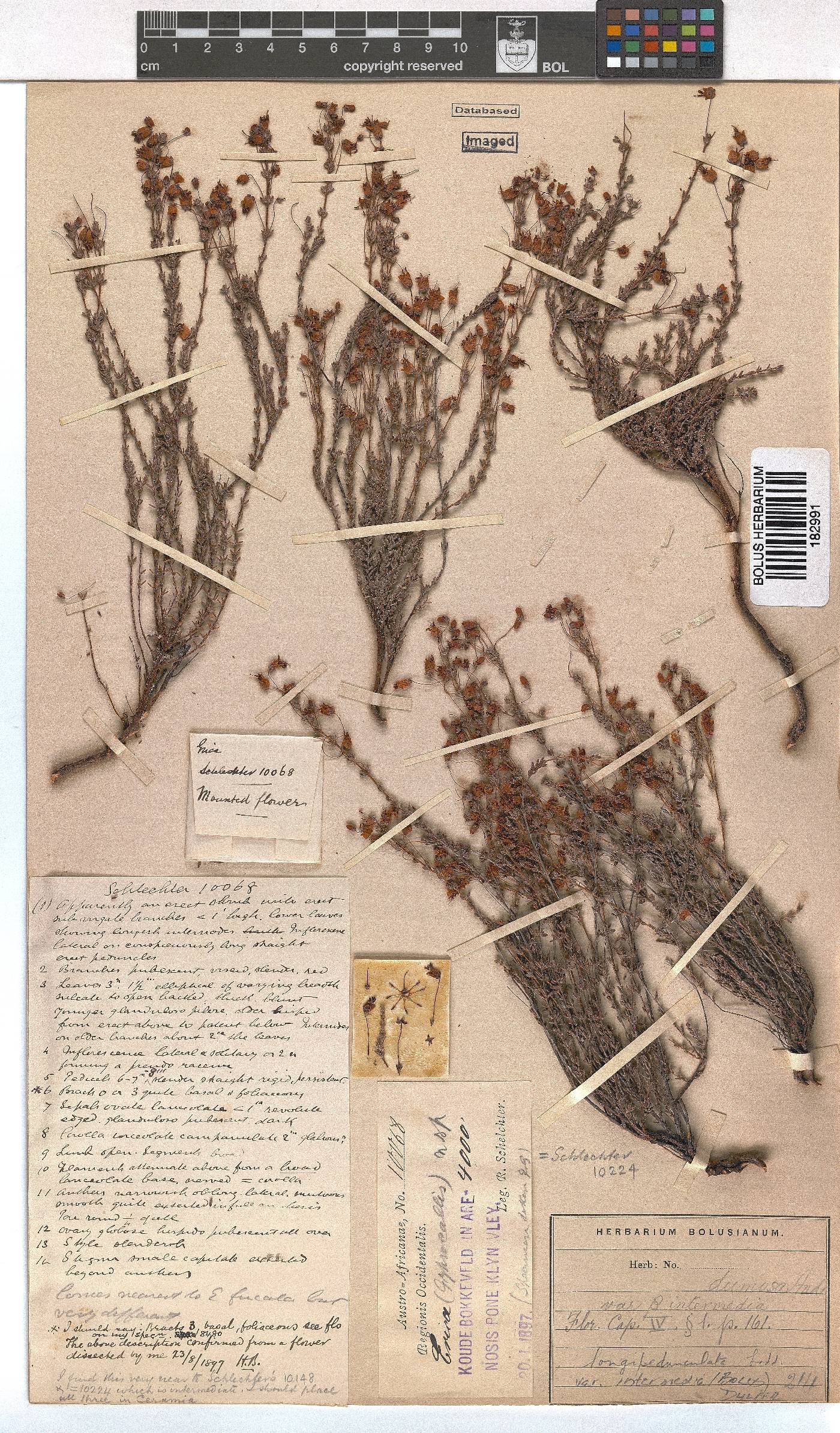 Erica longipedunculata image