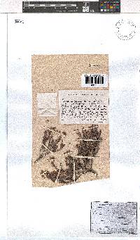 Erica longipedunculata image