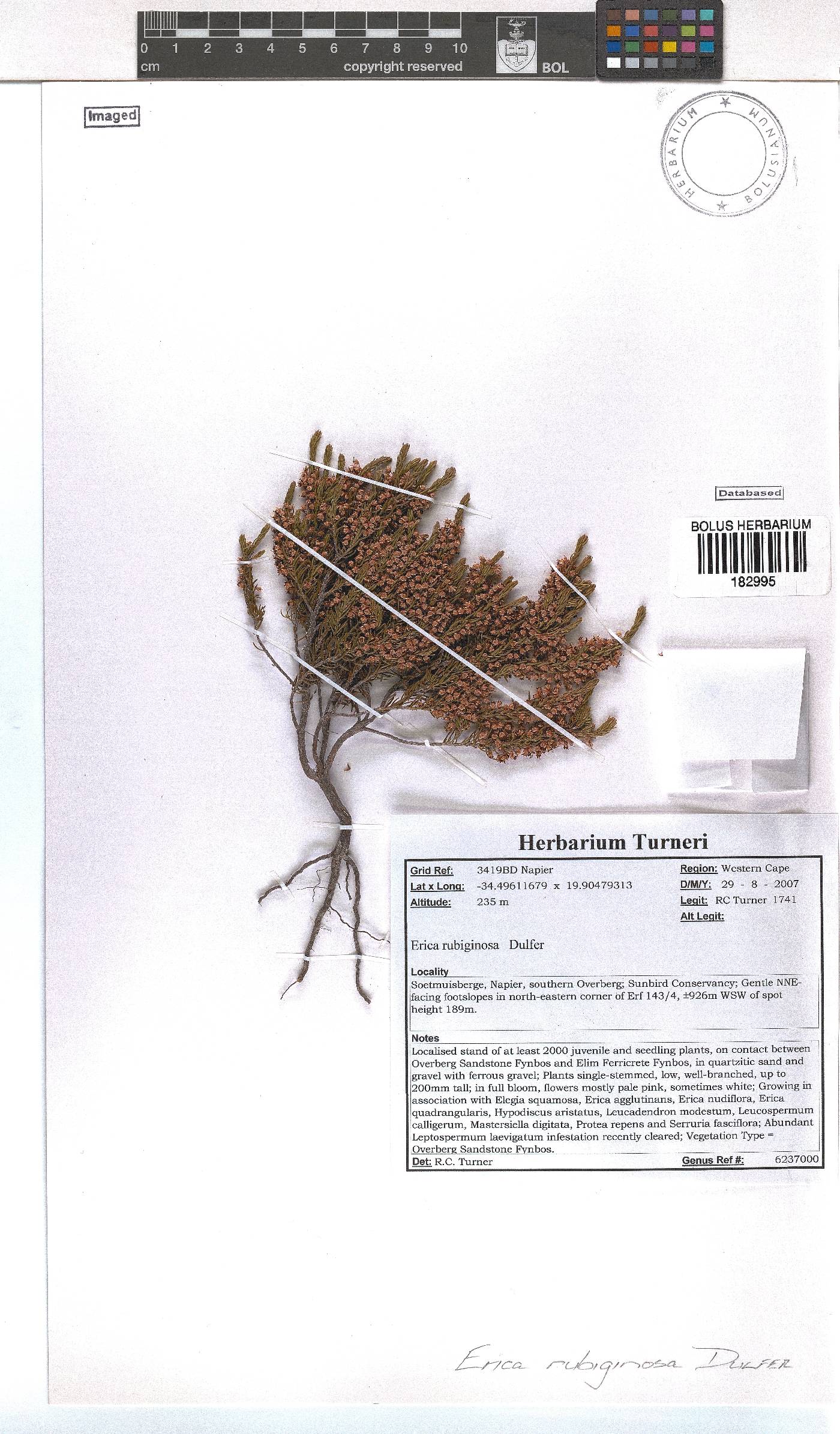 Erica rubiginosa image