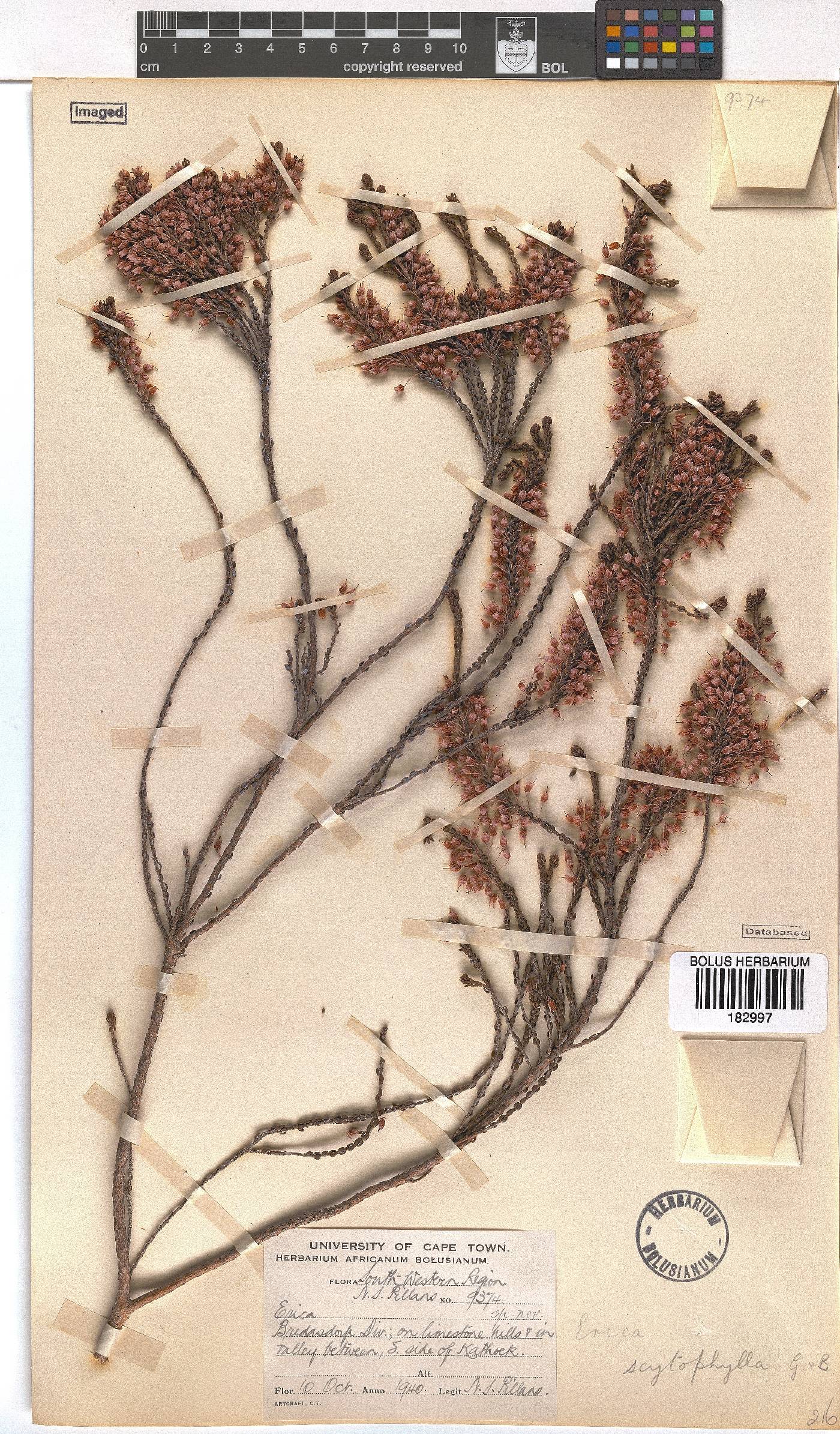 Erica scytophylla image