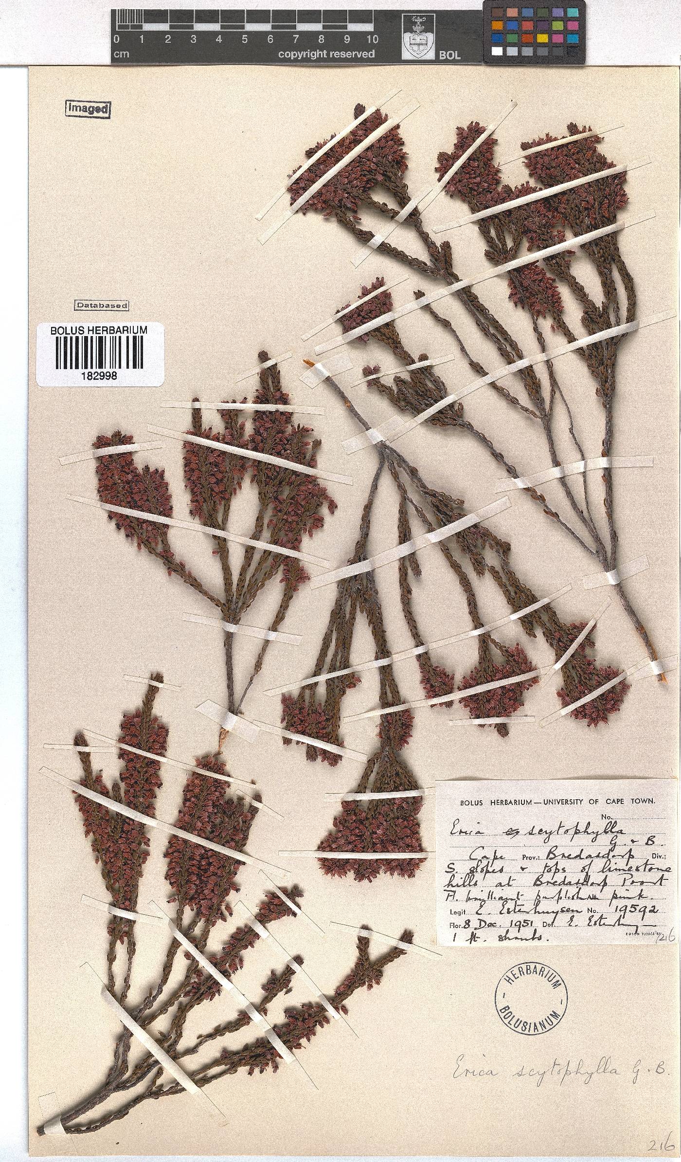 Erica scytophylla image