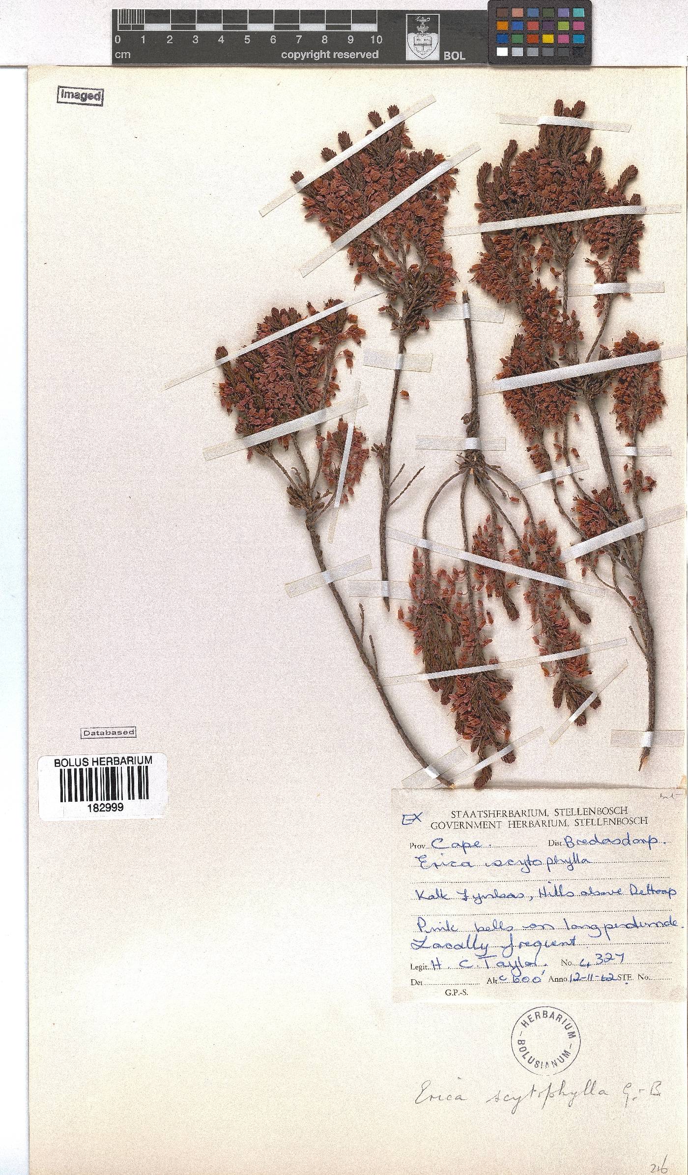 Erica scytophylla image