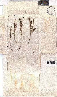 Erica scytophylla image