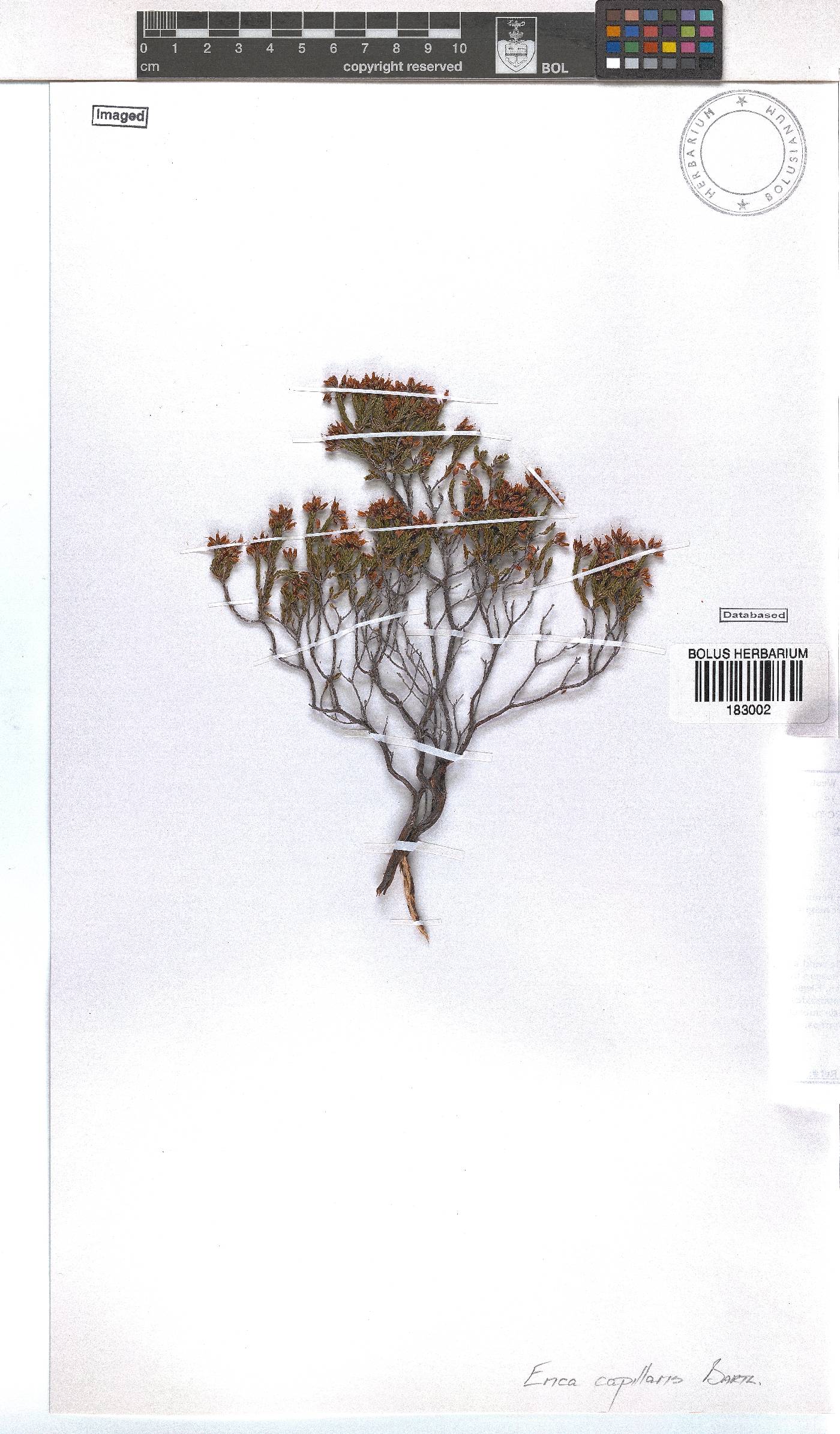 Erica capillaris image