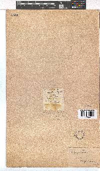 Erica capillaris image