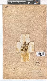 Erica capillaris image