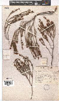 Erica capillaris image