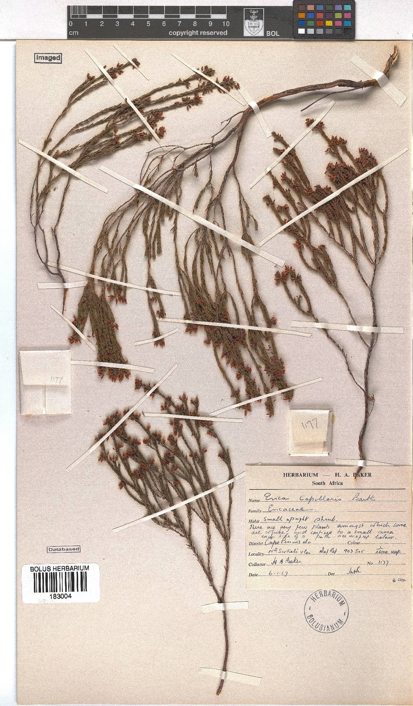 Erica capillaris image