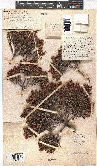 Erica capillaris image