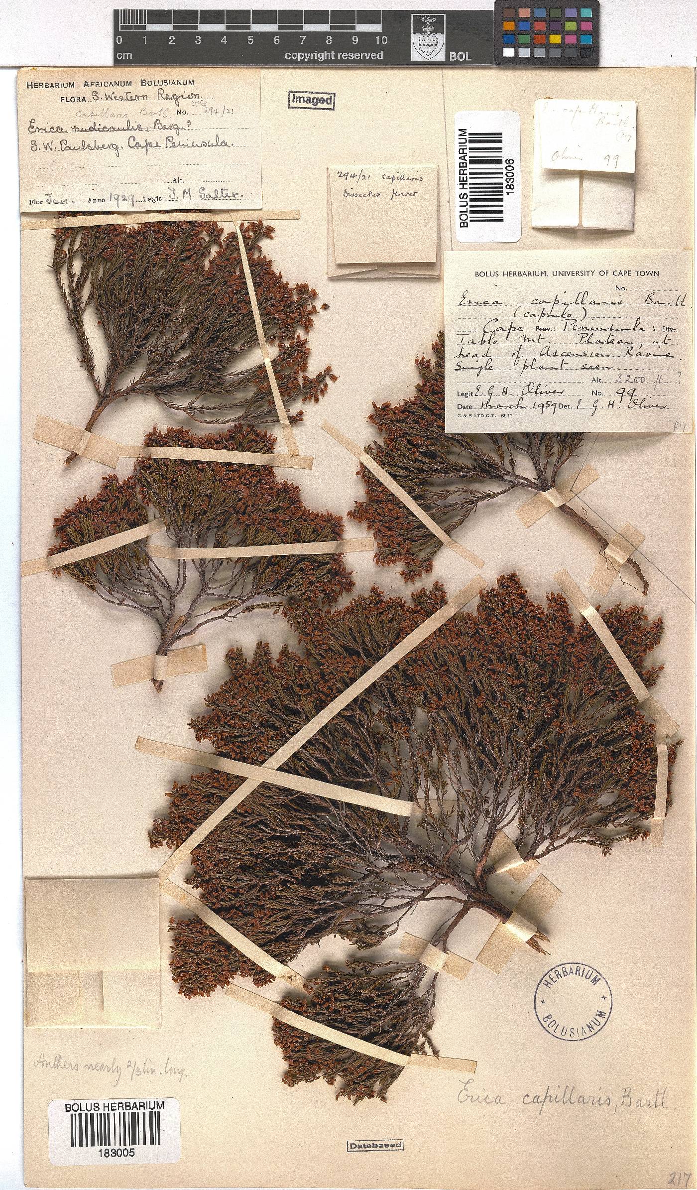 Erica capillaris image