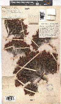 Erica capillaris image