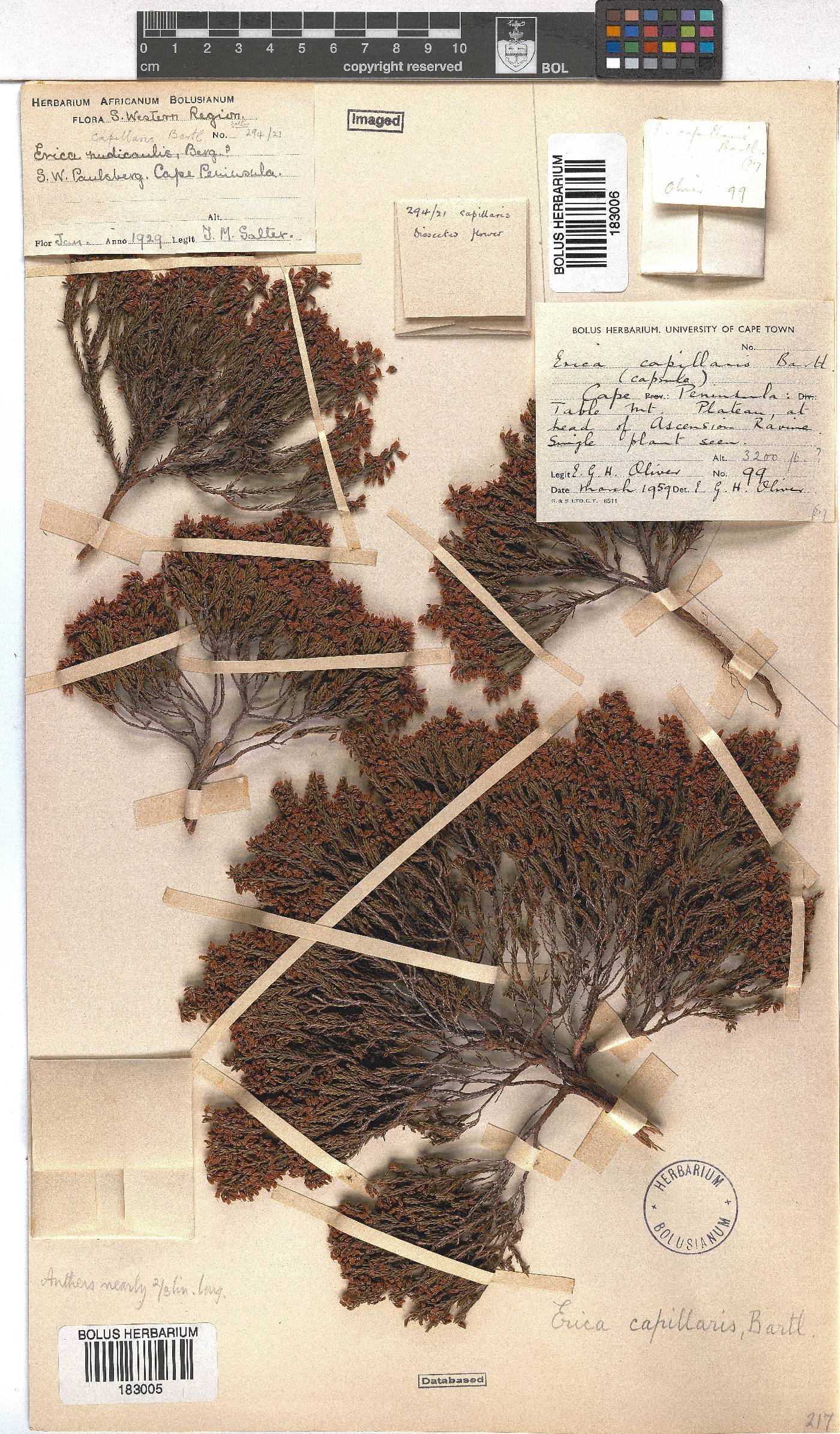 Erica capillaris image