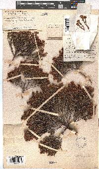 Erica capillaris image