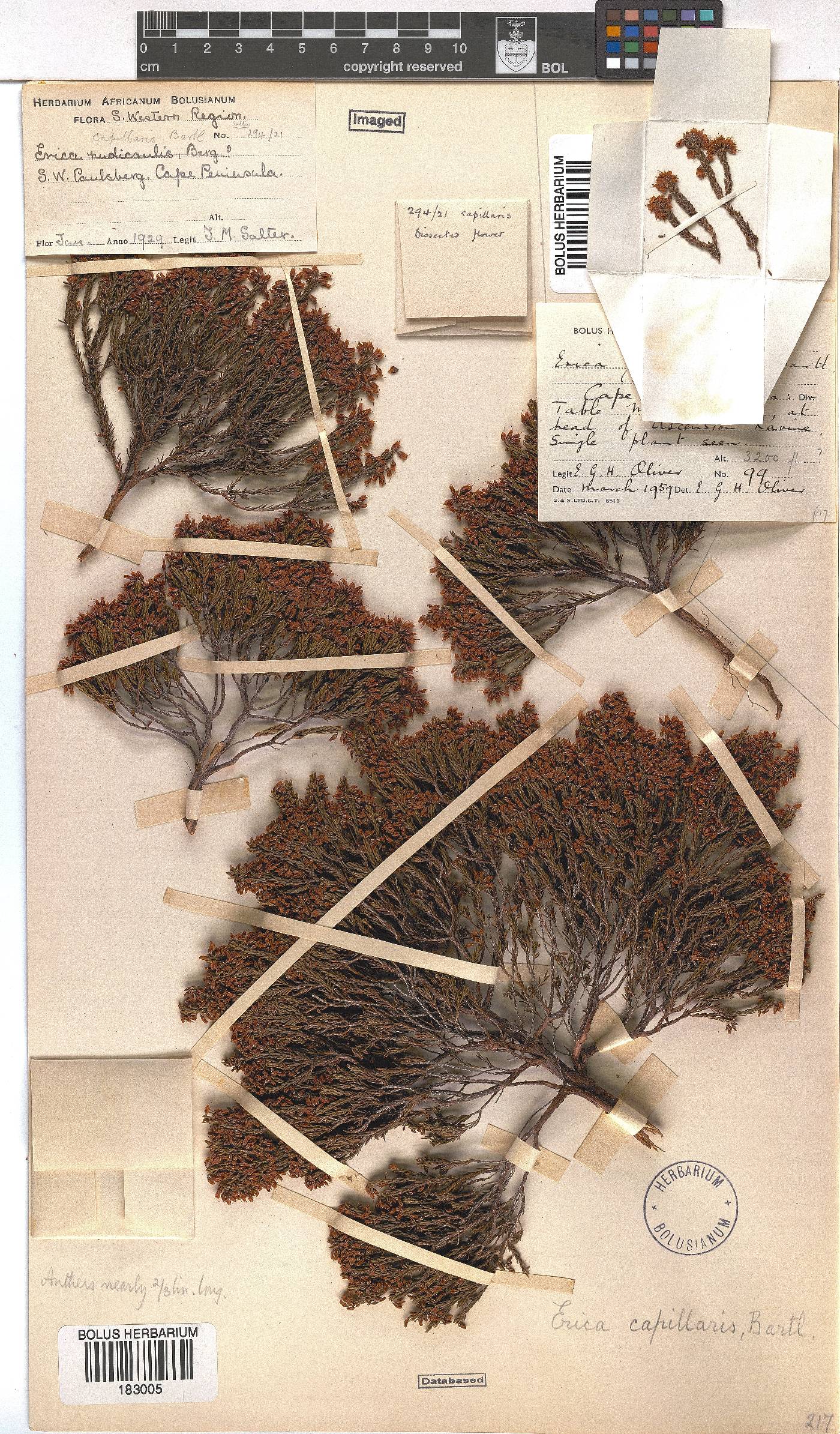 Erica capillaris image